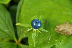 Attēlu rezultāti vaicājumam “Paris quadrifolia fruit”