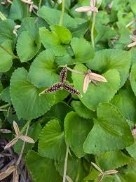 Attēlu rezultāti vaicājumam “Jasione montana leaf”