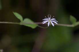 Attēlu rezultāti vaicājumam “Stellaria uliginosa”