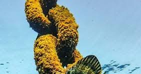 Image result for Schedophilus ovalis