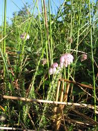 Attēlu rezultāti vaicājumam “Erica tetralix leaf”