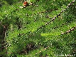 Attēlu rezultāti vaicājumam “Larix kaempferi”