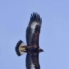 Attēlu rezultāti vaicājumam “Aquila chrysaetos”
