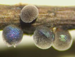 Attēlu rezultāti vaicājumam “Lamproderma ovoideum macro”