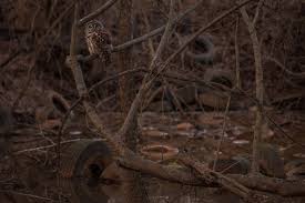 Image result for Ptychocheilus grandis