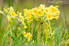 Attēlu rezultāti vaicājumam “Primula x polyantha”