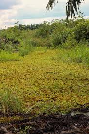 Attēlu rezultāti vaicājumam “Sphagnum cuspidatum”