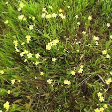 Attēlu rezultāti vaicājumam “Ranunculus flammula flower”