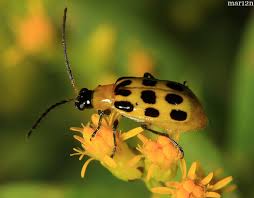 Attēlu rezultāti vaicājumam “Chrysomelidae”