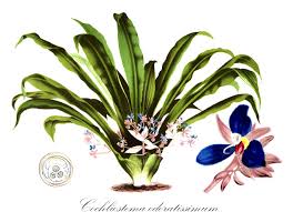 Attēlu rezultāti vaicājumam “Commelinaceae”