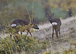 Attēlu rezultāti vaicājumam “Capreolus capreolus”