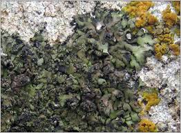 Attēlu rezultāti vaicājumam “Phaeophyscia orbicularis”