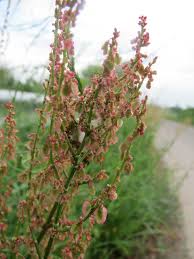 Attēlu rezultāti vaicājumam “Rumex thyrsiflorus”