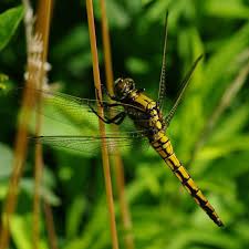 Attēlu rezultāti vaicājumam “Orthetrum cancellatum male”