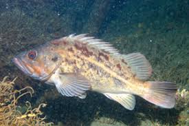 Image result for Sebastes