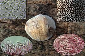 Attēlu rezultāti vaicājumam “Antrodia mellita”