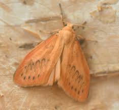 Attēlu rezultāti vaicājumam “Mniotype satura”