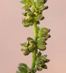 Image result for Beta vulgaris