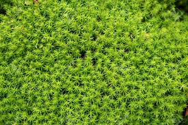 Attēlu rezultāti vaicājumam “Polytrichum formosum”