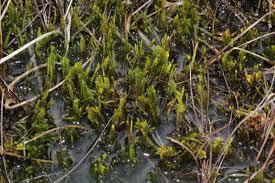 Attēlu rezultāti vaicājumam “Drepanocladus trifarius”