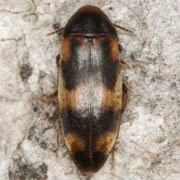 Attēlu rezultāti vaicājumam “Melandrya dubia”