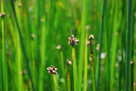 Attēlu rezultāti vaicājumam “Carex loliacea leaf”
