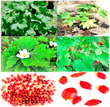 Attēlu rezultāti vaicājumam “Podophyllum hexandrum fruit”