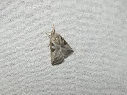 Attēlu rezultāti vaicājumam “Eucarta virgo”