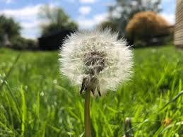 Attēlu rezultāti vaicājumam “Taraxacum officinale aggr. fruit”