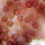 Attēlu rezultāti vaicājumam “Fuligo gyrosa”