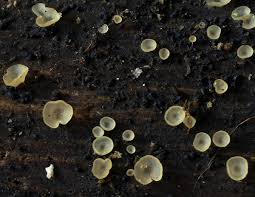 Attēlu rezultāti vaicājumam “Hyalorbilia inflatula”