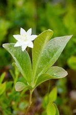 Attēlu rezultāti vaicājumam “Trientalis europaea bud”