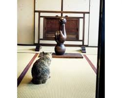 猫次郎o에 대한 이미지 검색결과