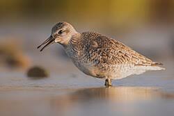 Attēlu rezultāti vaicājumam “Calidris falcinellus”