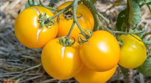 Afbeeldingsresultaat voor earl faux tomato