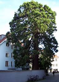 Image result for Mammutbaum