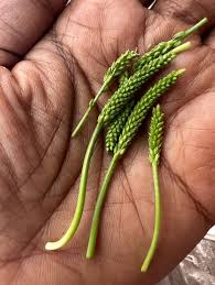 Attēlu rezultāti vaicājumam “Plantago major”