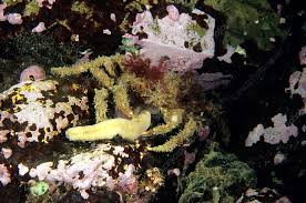 Image result for Hyas coarctatus