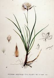 Attēlu rezultāti vaicājumam “Eriophorum gracile”