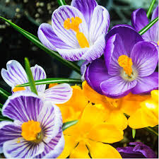 Attēlu rezultāti vaicājumam “Crocus”