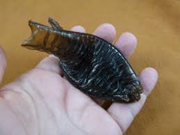 Image result for Cephaloscyllium laticeps