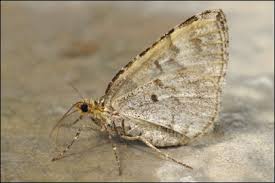 Attēlu rezultāti vaicājumam “Electrophaes corylata”