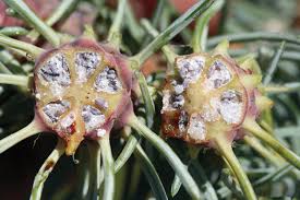 Attēlu rezultāti vaicājumam “Adelges laricis nymph”