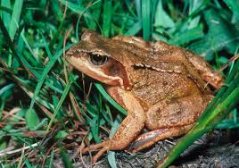 Attēlu rezultāti vaicājumam “Rana temporaria adult”