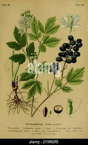 Attēlu rezultāti vaicājumam “Actaea spicata fruit”