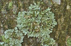 Attēlu rezultāti vaicājumam “Parmeliopsis ambigua”