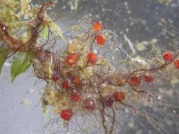 Attēlu rezultāti vaicājumam “Bryum rubens”