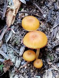 Attēlu rezultāti vaicājumam “Xeromphalina campanella”