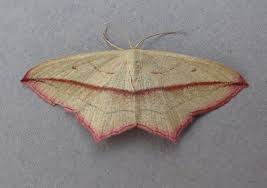 Attēlu rezultāti vaicājumam “Timandra comae”