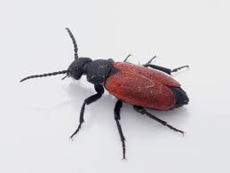 Attēlu rezultāti vaicājumam “Meloidae”